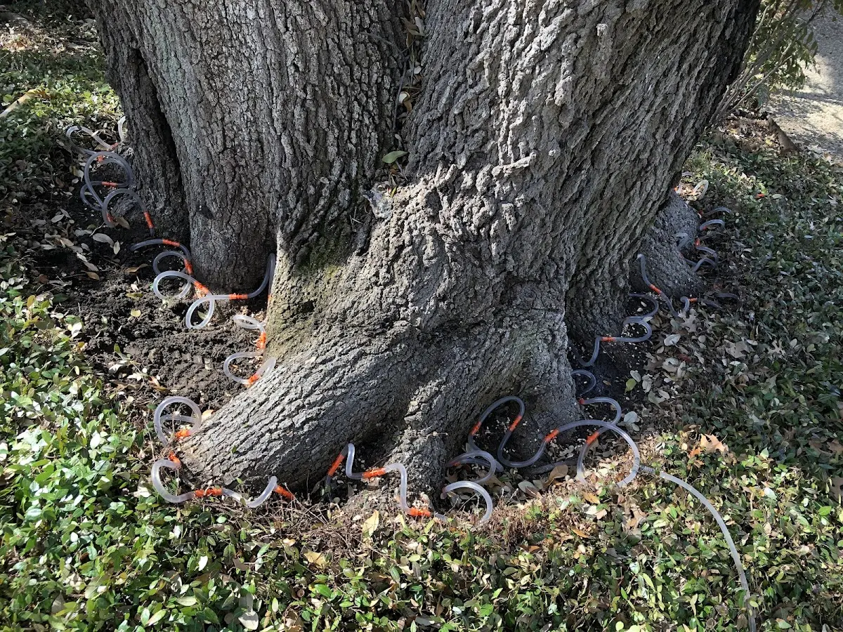Detailed Tree Cabling and Bracing job site in Waupaca