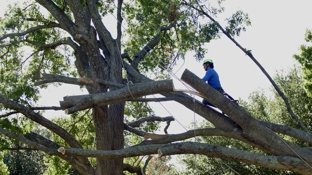 Professional Crown Thinning performed by certified arborists in Waupaca