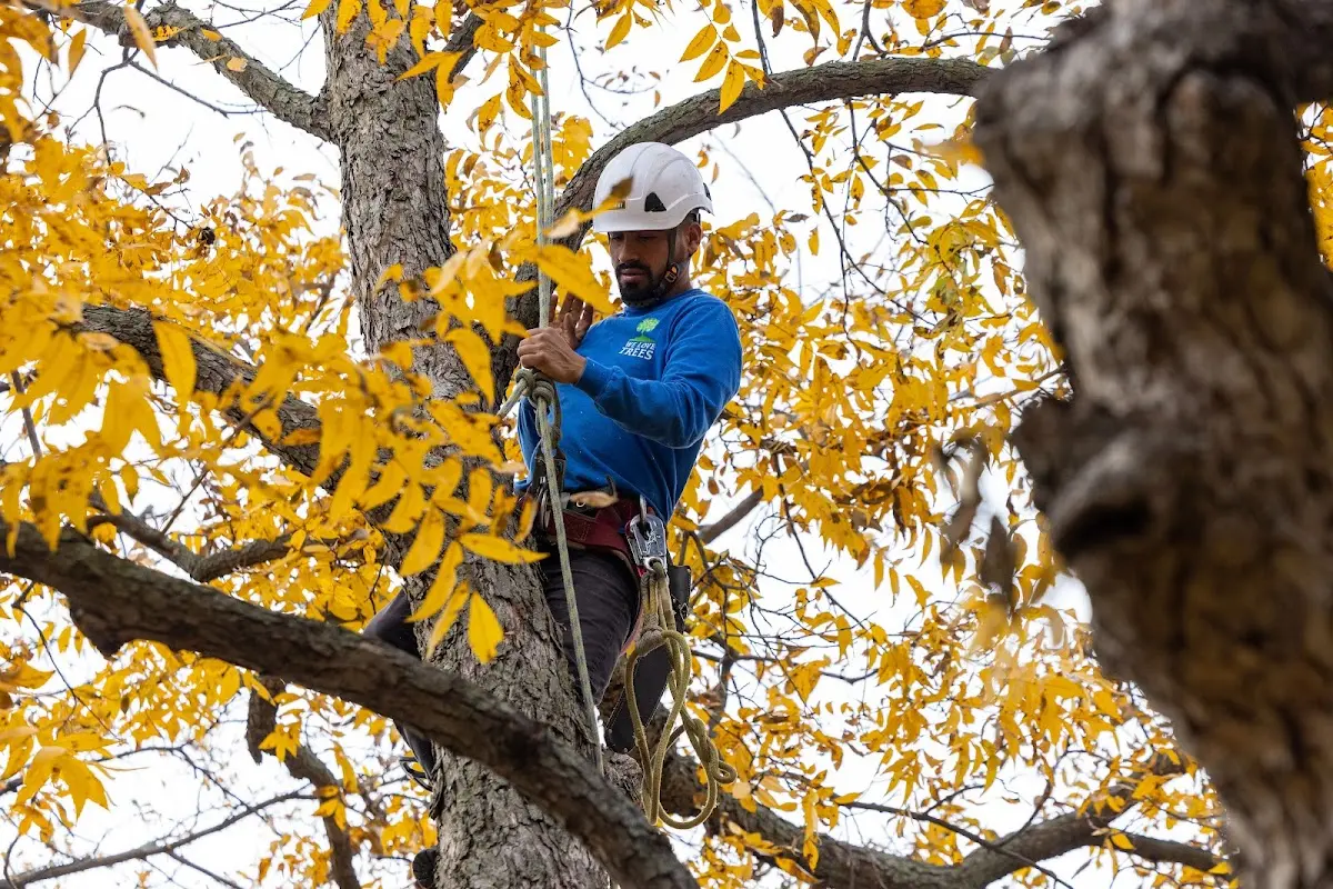 Skilled Tree Planing crew working in Waupaca
